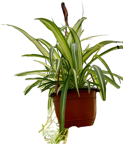 Variegated Spider